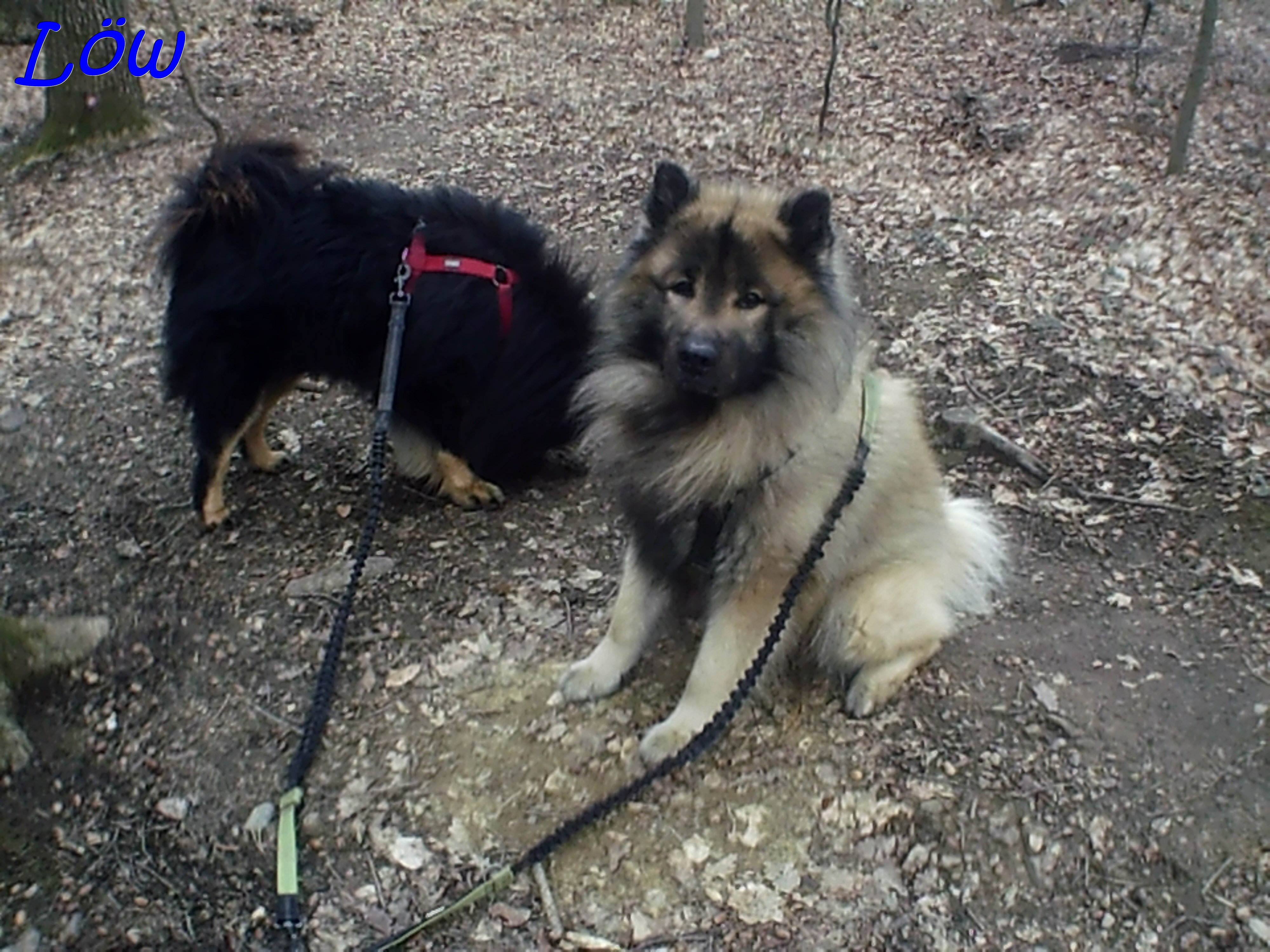 22.3.2025 - Dwix und Howard besuchen den Waldfriedhof